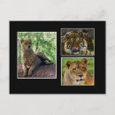 Recherche de gros chat cartes postales Guépard