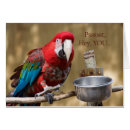 Search for parrots photography Colourful