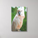 Search for cockatoo canvas prints Pink