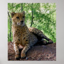 Recherche de jubatus posters Grand félin