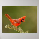 Search for limbs posters Bird