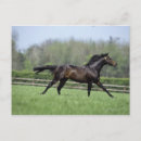 Recherche de agriculture cartes postales Faune