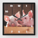 Recherche de porcelets horloges Animal de ferme