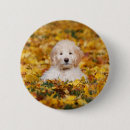 Search for mix breeds buttons Puppy