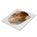 Recherche de rat carreaux Rongeur