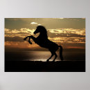 Recherche de poulain de cheval posters Étalon