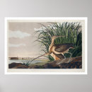Recherche de long bec posters Oiseau