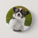 Search for chihuahua buttons Cute