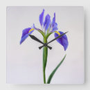 Recherche de iris horloges Jardin