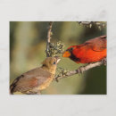 Search for mated postcards Red
