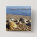Search for shells buttons Coast