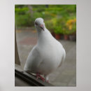 Search for white pigeon posters Pigeons