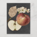 Search for botanical study postcards Fruits