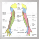 Search for innervation posters Anatomy