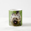 Recherche de chien courant tasses Chiot