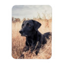 Recherche de grains magnets Mignon