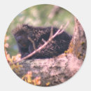 Search for porcupines stickers Cute