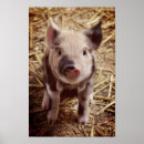 Search for cute pig posters Adorable