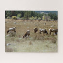Search for elk puzzles Animal