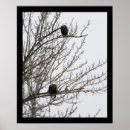 Recherche de rapaces posters Nature