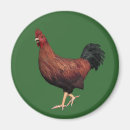 Recherche de poulet magnets Mignonette