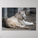 Recherche de prédateur posters Animal sauvage