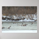 Search for flight posters Wildlife photography