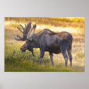 Search for pass posters Animal