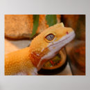 Recherche de geckos posters Reptile