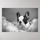 Search for frenchie posters Funny