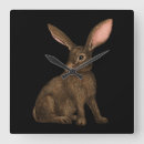 Search for hare clocks Wild animal