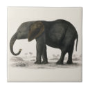 Recherche de éléphant gris carreaux Animal