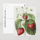 Search for vintage botanical print postcards Antique