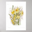 Search for daffodil art Illustration