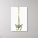 Search for three dimensional canvas prints Skeletal system