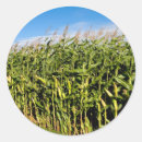 Search for cornfield stickers Harvest