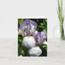 Search for iris flower note cards Floral