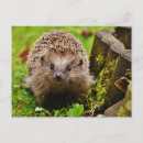 Recherche de hérissons cartes postales Faune