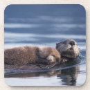 Recherche de loutre dessous de verres Faune