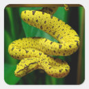 Recherche de snake autocollants Reptile