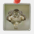 Search for behaviour ornaments Bird
