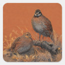 Search for quail stickers Bobwhite