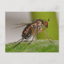 Search for flying insects postcards Photography