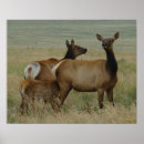 Search for cow elk posters Cervus canadensis