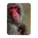 Search for cute japanese magnets Adorable