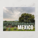 Recherche de tequila boisson cartes postales Distillation