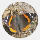 Search for admiral stickers Nature