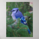 Search for bluejays posters Wildlife