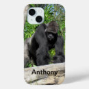 Search for silverback gorilla Wild animal