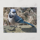 Search for blue jay postcards Feathers